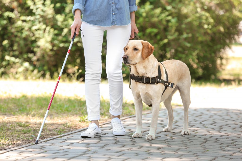 A woman living with vision impairment receiving support from a guide dog.